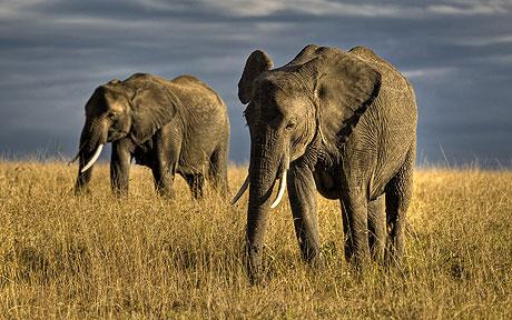 african-safari