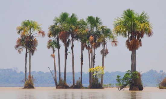 Palma_real__Lago_Rogaguado__Beni_WWFBolivia__Omar_Rocha