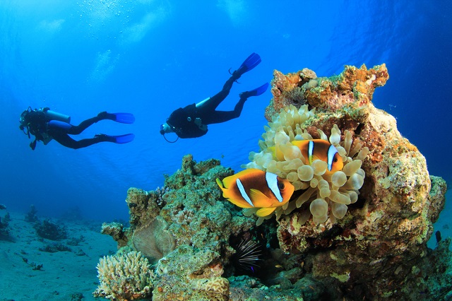 Phuket Diving