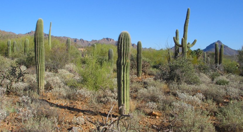 arizona-sonora-desert-museum2